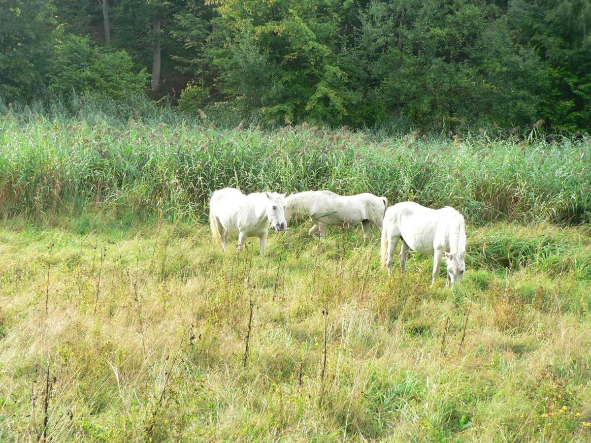 Gaestehaus Cheval Blanc Lorch am Rhein Kültér fotó